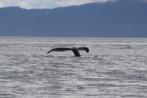 Tale of a humpback whale