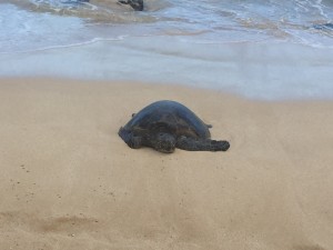 Turtle Beach, Oahu, Hawaii